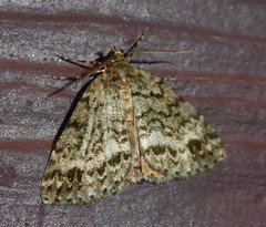 Pseudocoremia indistincta