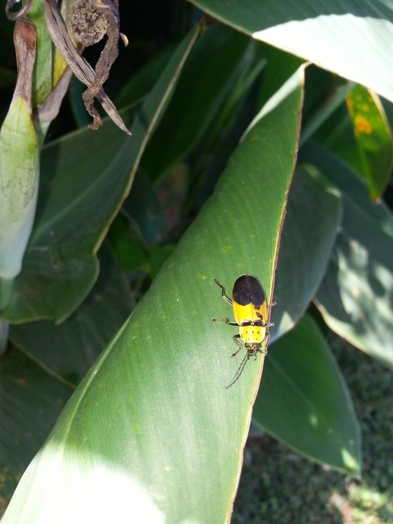 soldier beetle
