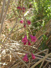 Penstemon pseudospectabilis