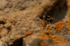 Neocicindela latecincta