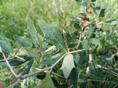 Berberis ruscifolia