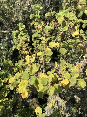 Tetradenia brevispicata