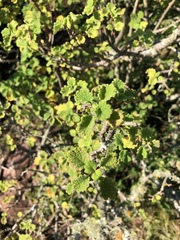 Tetradenia brevispicata