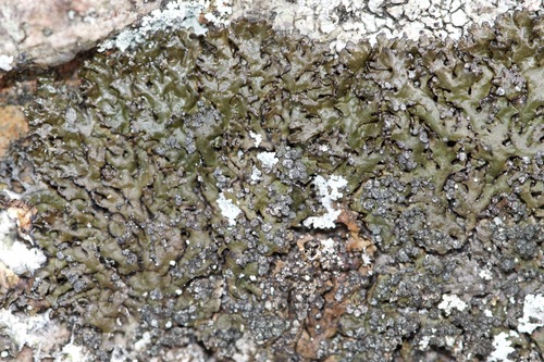 Melanelia sorediata image