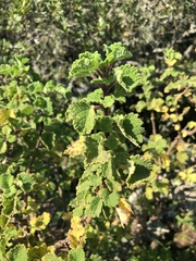 Tetradenia brevispicata