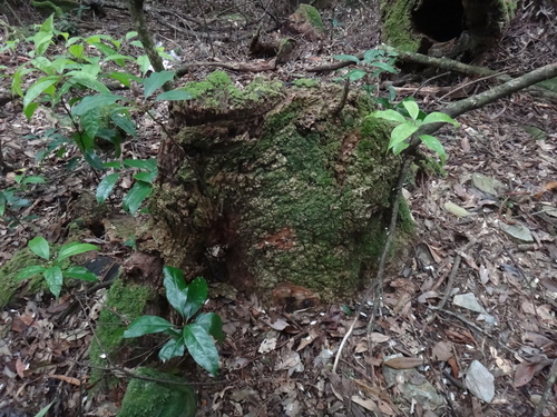Image of Camphora kanahirae by (c) 呂一起(Lu i-chi), some rights reserved (CC BY)