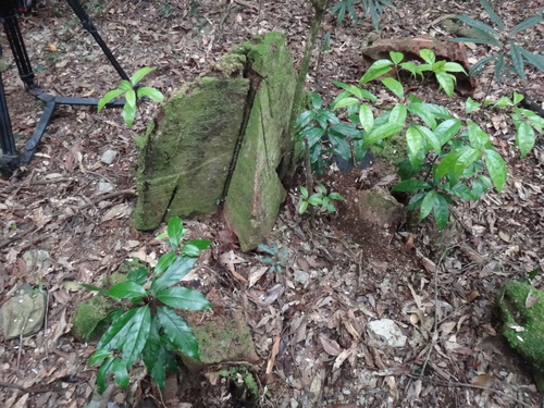 Image of Camphora kanahirae by (c) 呂一起(Lu i-chi), some rights reserved (CC BY)