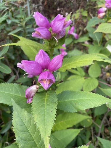 Chelone obliqua