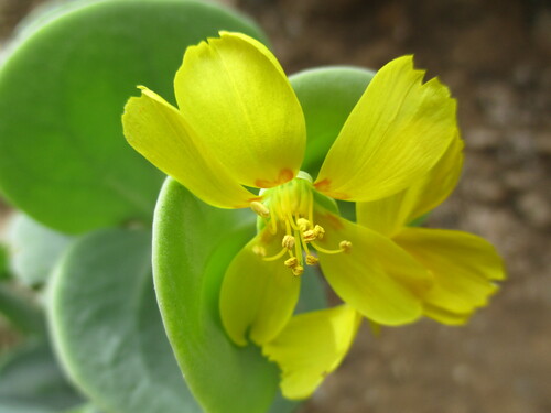 Image of Roepera cordifolia by no rights reserved