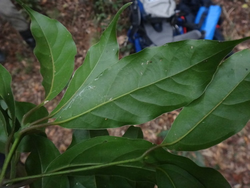 Image of Camphora kanahirae by (c) 呂一起(Lu i-chi), some rights reserved (CC BY)