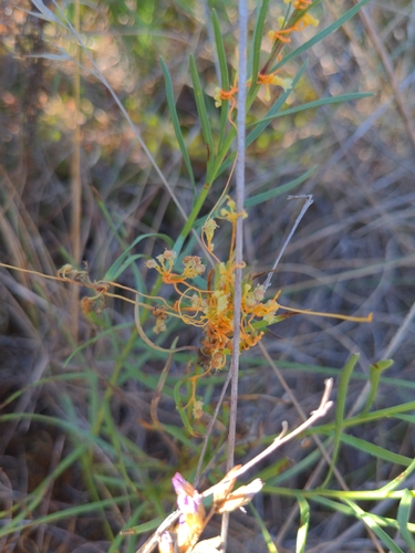 Harper's Dodder (Cuscuta harperi)