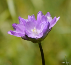 Dipterostemon capitatus