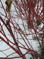 Cornus sericea