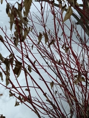 Cornus sericea