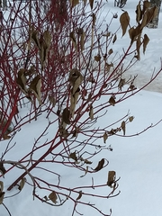 Cornus sericea