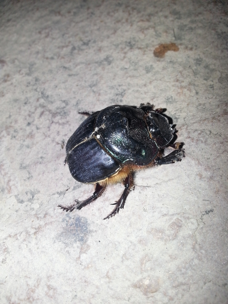 Coprophanaeus cyanescens