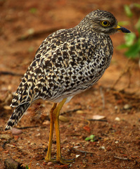 Burhinus capensis capensis
