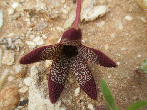 Ceropegia aperta