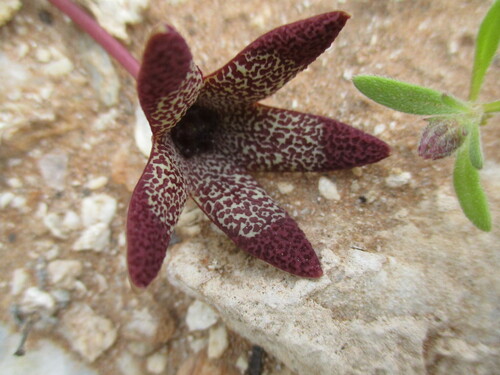 Ceropegia aperta