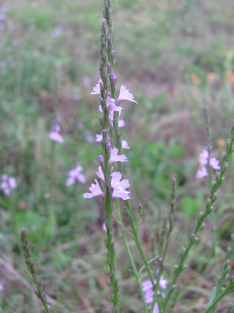 Verbena menthifolia