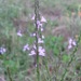 Mint Vervain - Photo (c) Chuck Sexton, some rights reserved (CC BY-NC), uploaded by Chuck Sexton