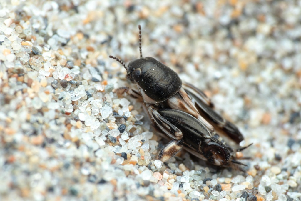 Colourful Molehopper