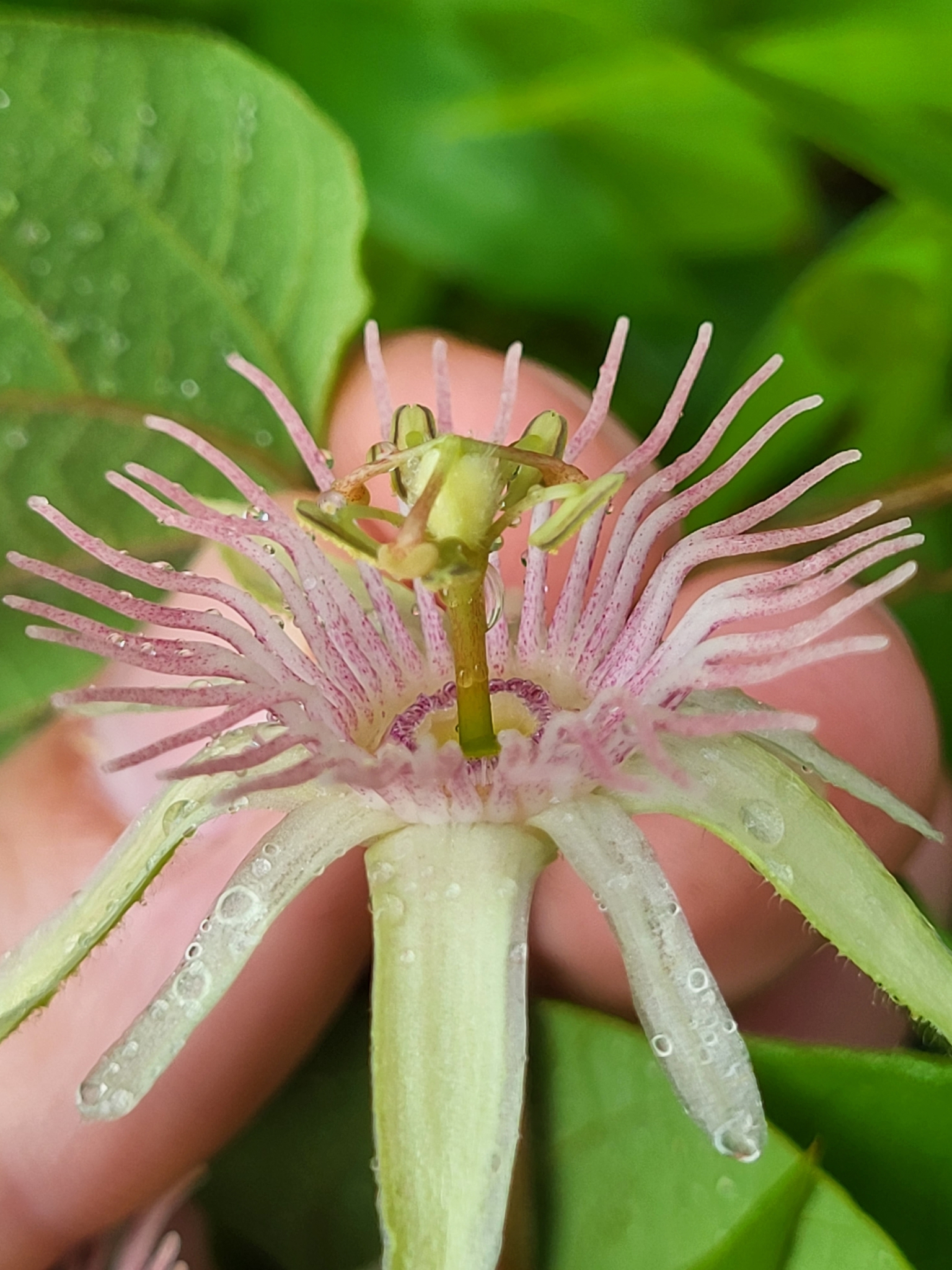Passiflora rubra