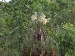 Livistona inermis