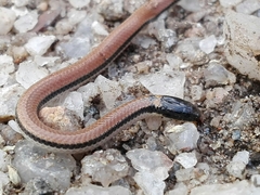 Phalotris lemniscatus