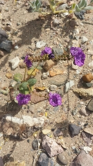 Phacelia calthifolia