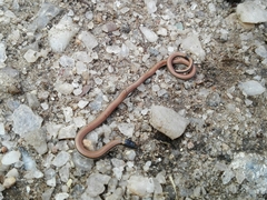 Phalotris lemniscatus