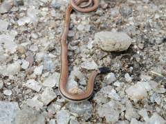 Phalotris lemniscatus