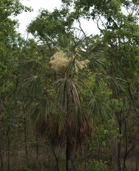 Livistona inermis