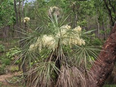Livistona inermis