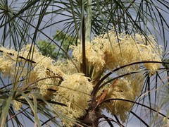 Livistona inermis