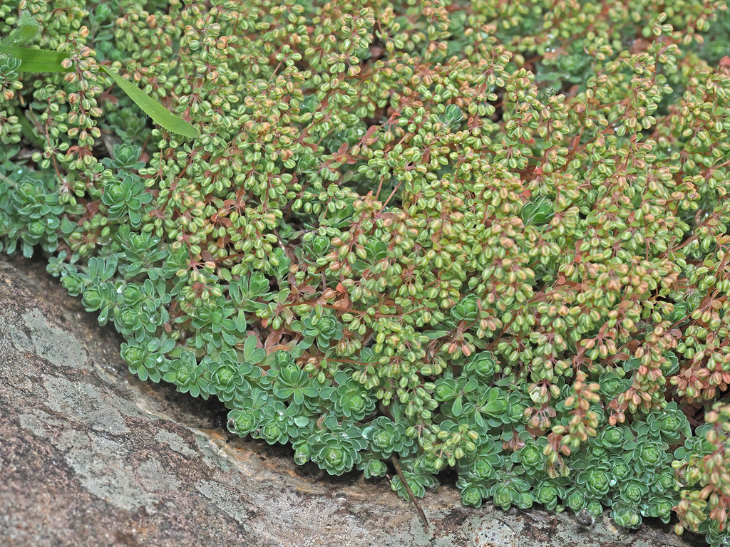 Psammotropha alternifolia