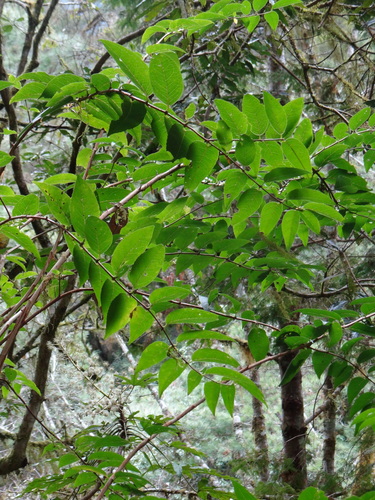 Beautiful deutzia (Deutzia pulchra)