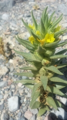 Mohavea breviflora