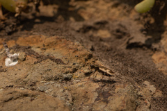 Neocicindela latecincta