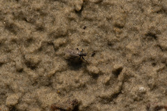 Thinempis otakouensis