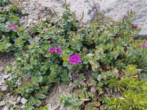 Image of Epilobium obcordatum by (c) Alexander Wentworth, some rights reserved (CC BY)