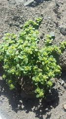 Gilmania luteola