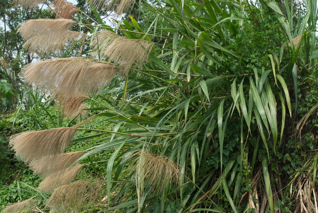 Chè vè – Miscanthus floridulus