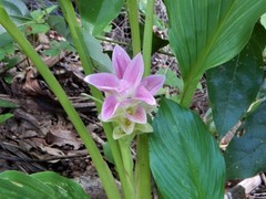 Curcuma australasica