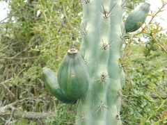 Cereus aethiops