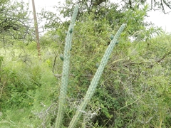 Cereus aethiops
