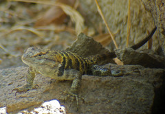 Sceloporus uniformis