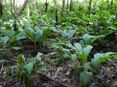 Curcuma australasica
