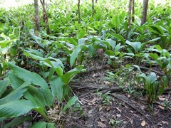 Curcuma australasica