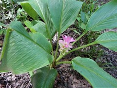 Curcuma australasica